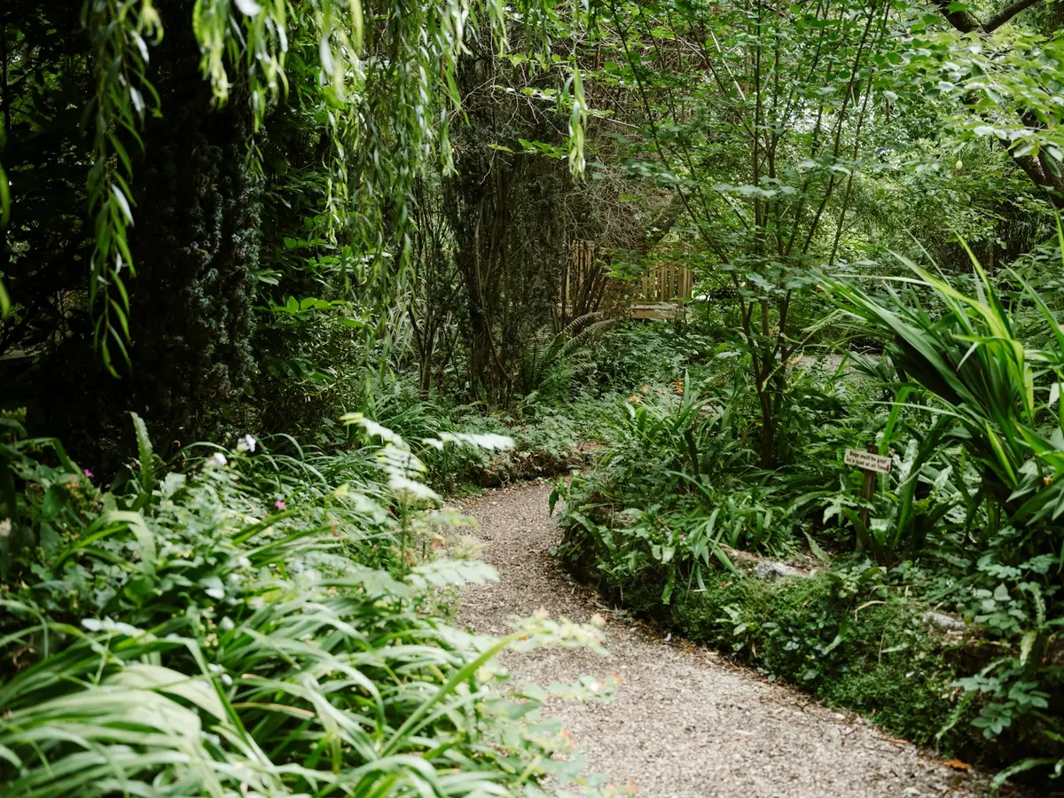 Gravel path winding through a leafy garden